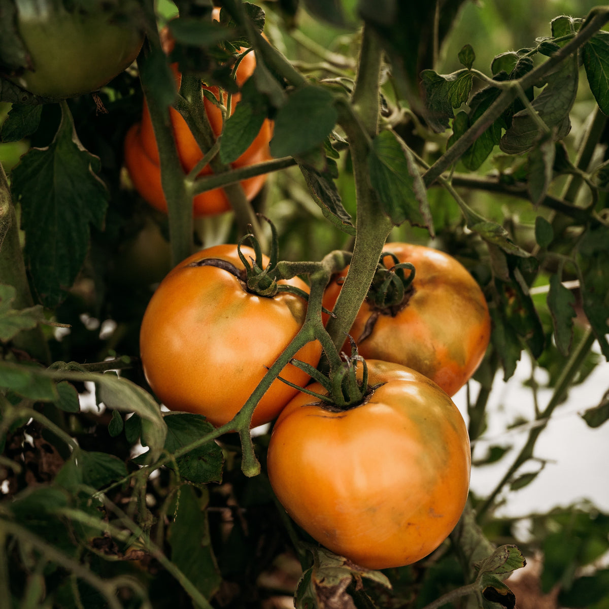 Carolina Yellow Tomato