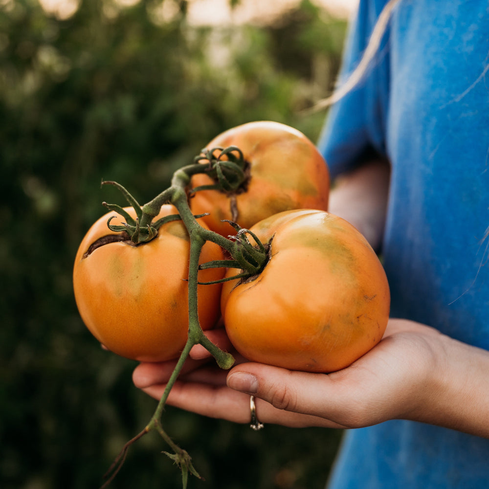 Carolina Yellow Tomato