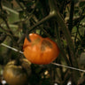 Carolina Yellow Tomato