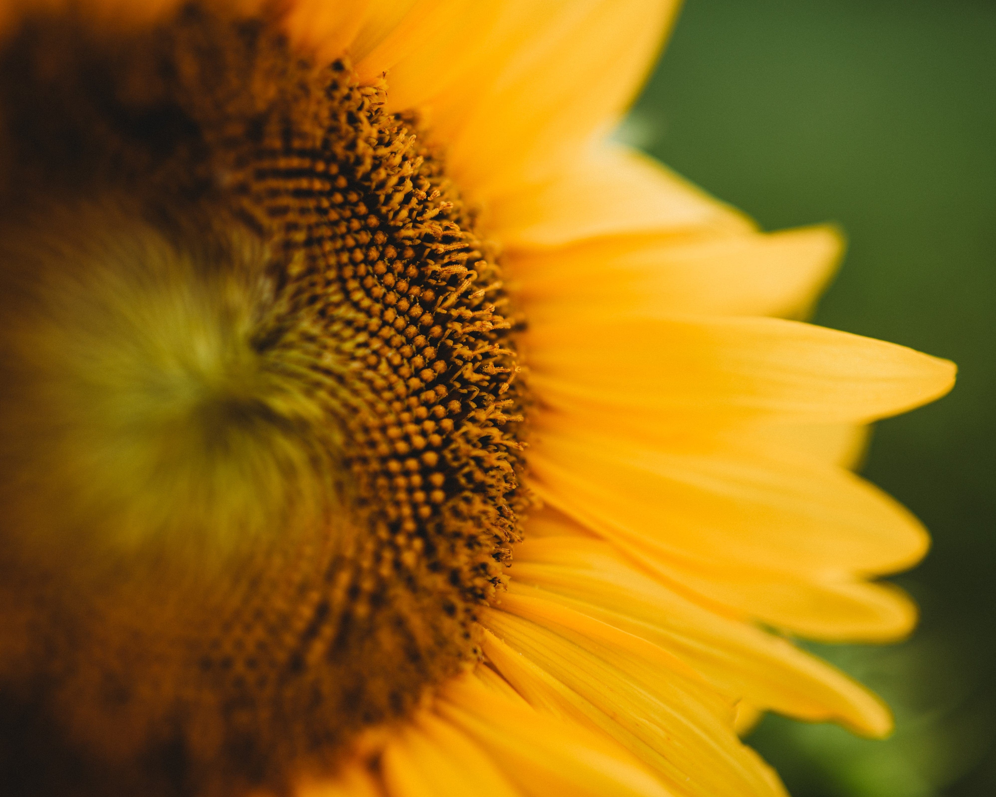 Carousel Dwarf Sunflower - Thresh Seed Co.