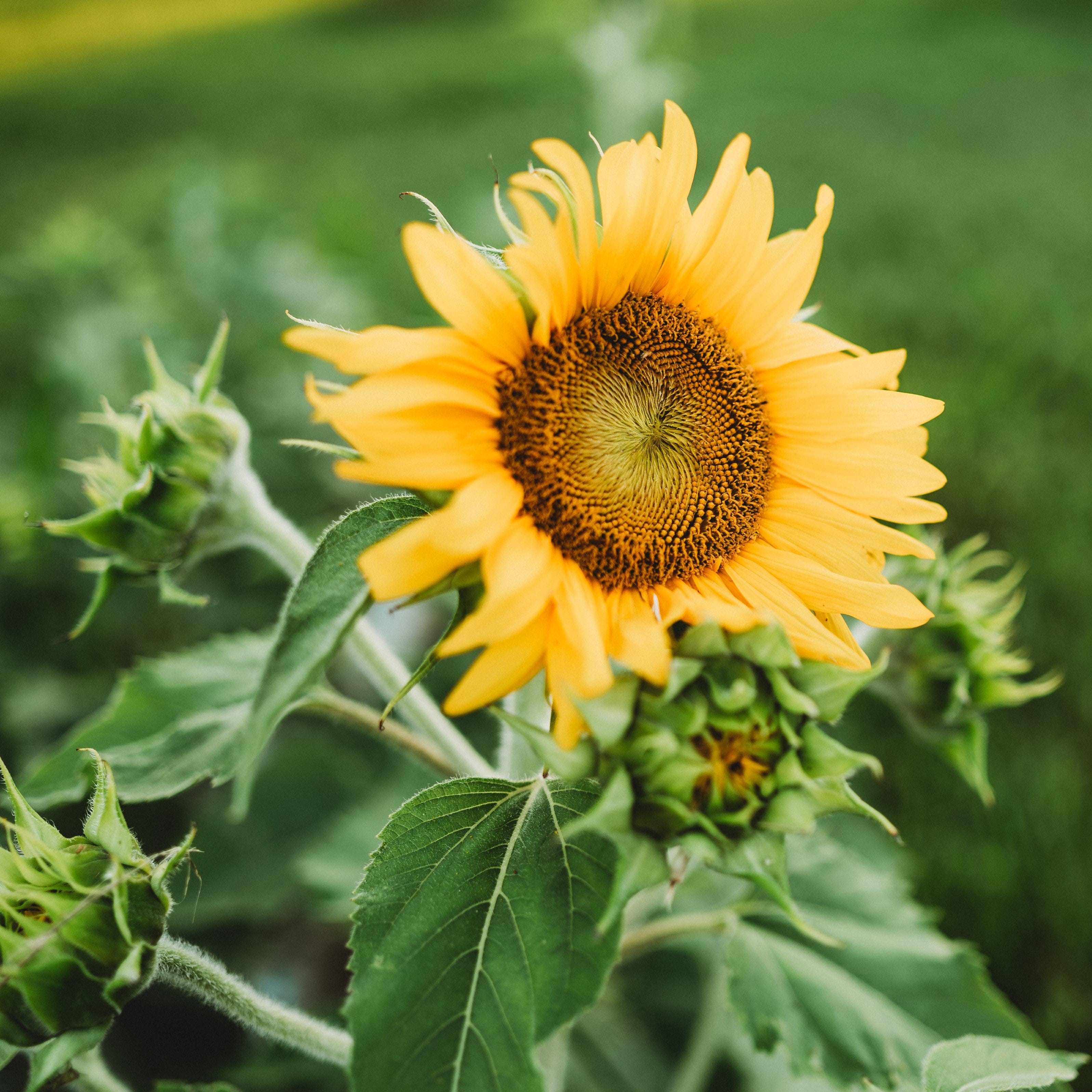Carousel Dwarf Sunflower - Thresh Seed Co.