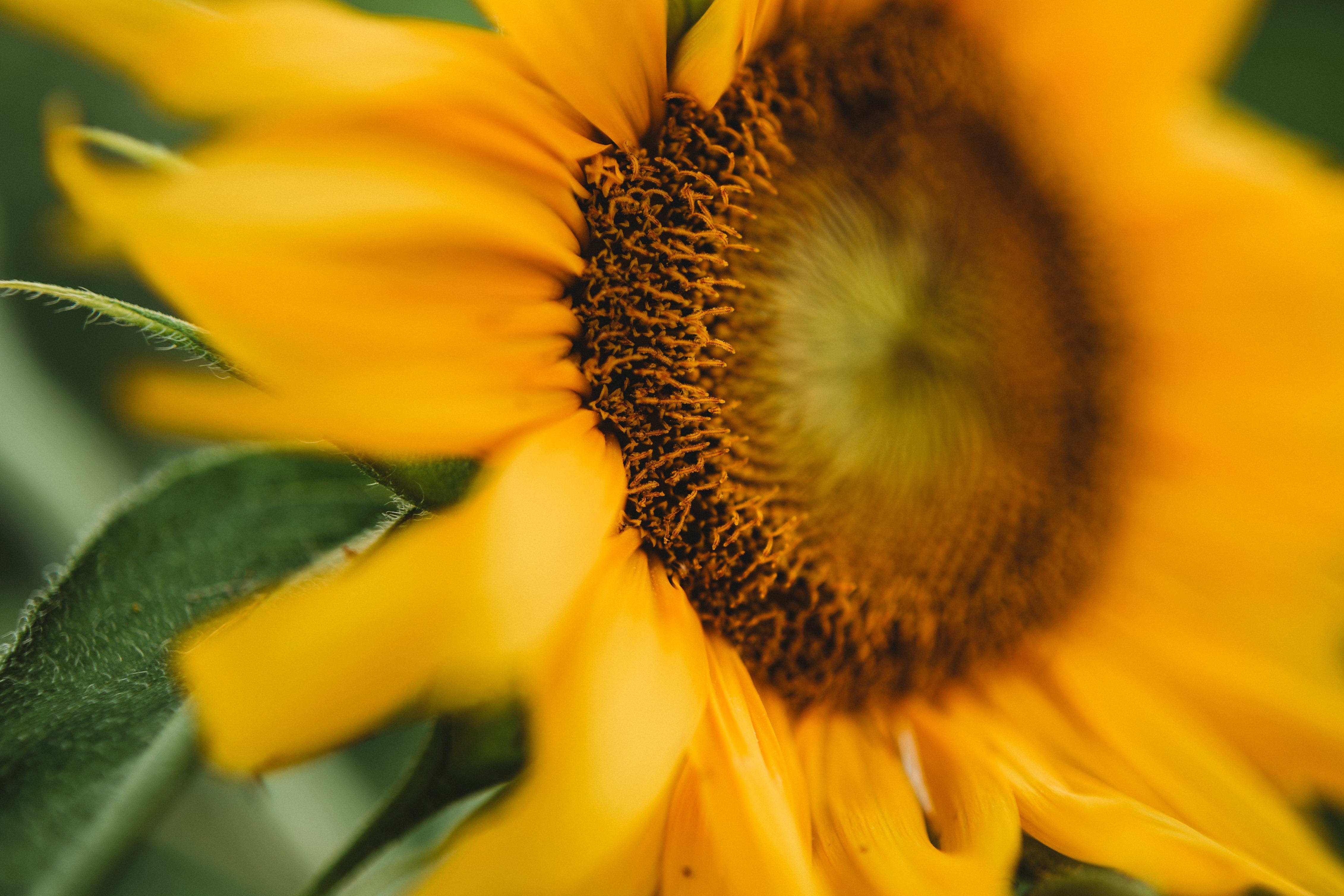 Carousel Dwarf Sunflower - Thresh Seed Co.
