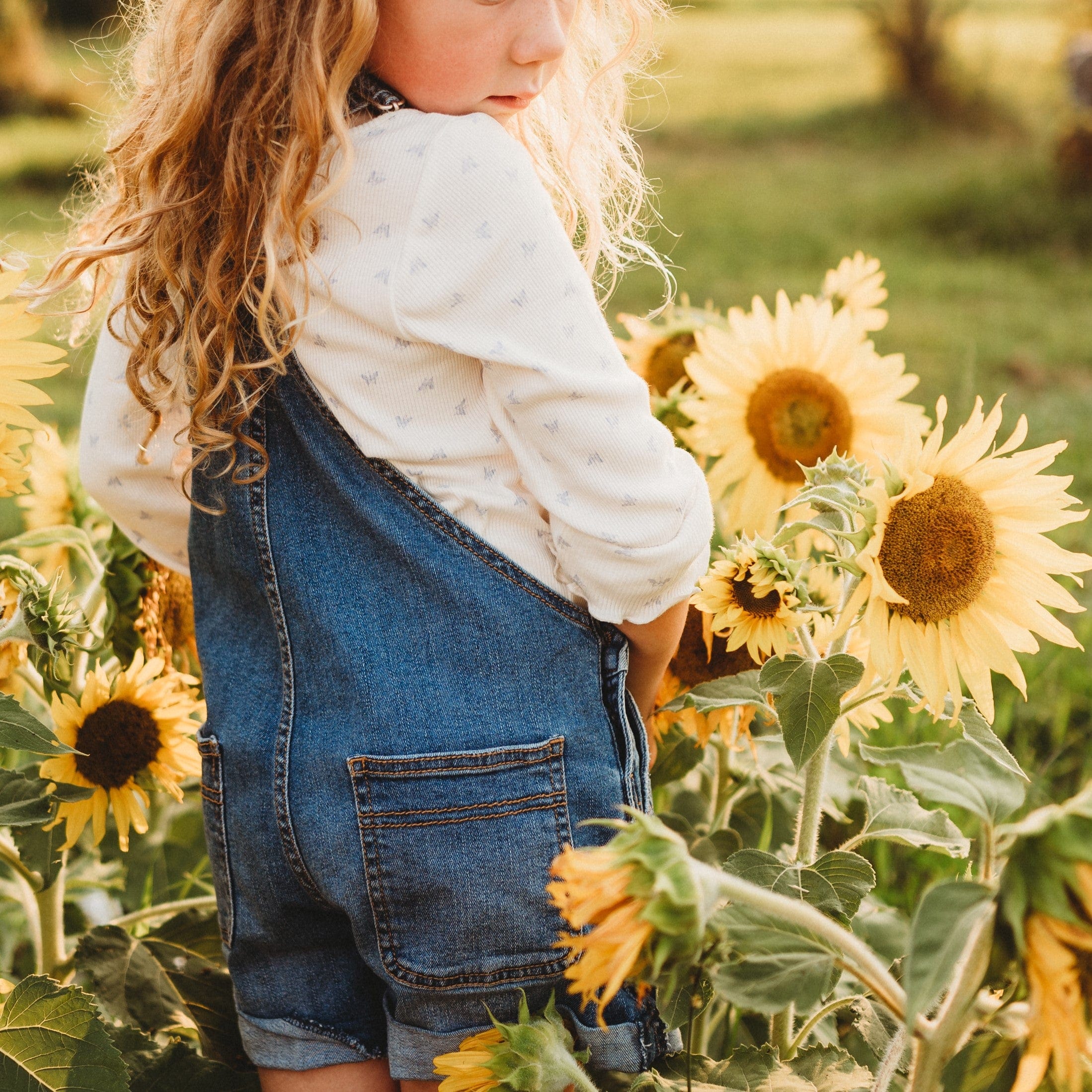 Carousel Dwarf Sunflower - Thresh Seed Co.