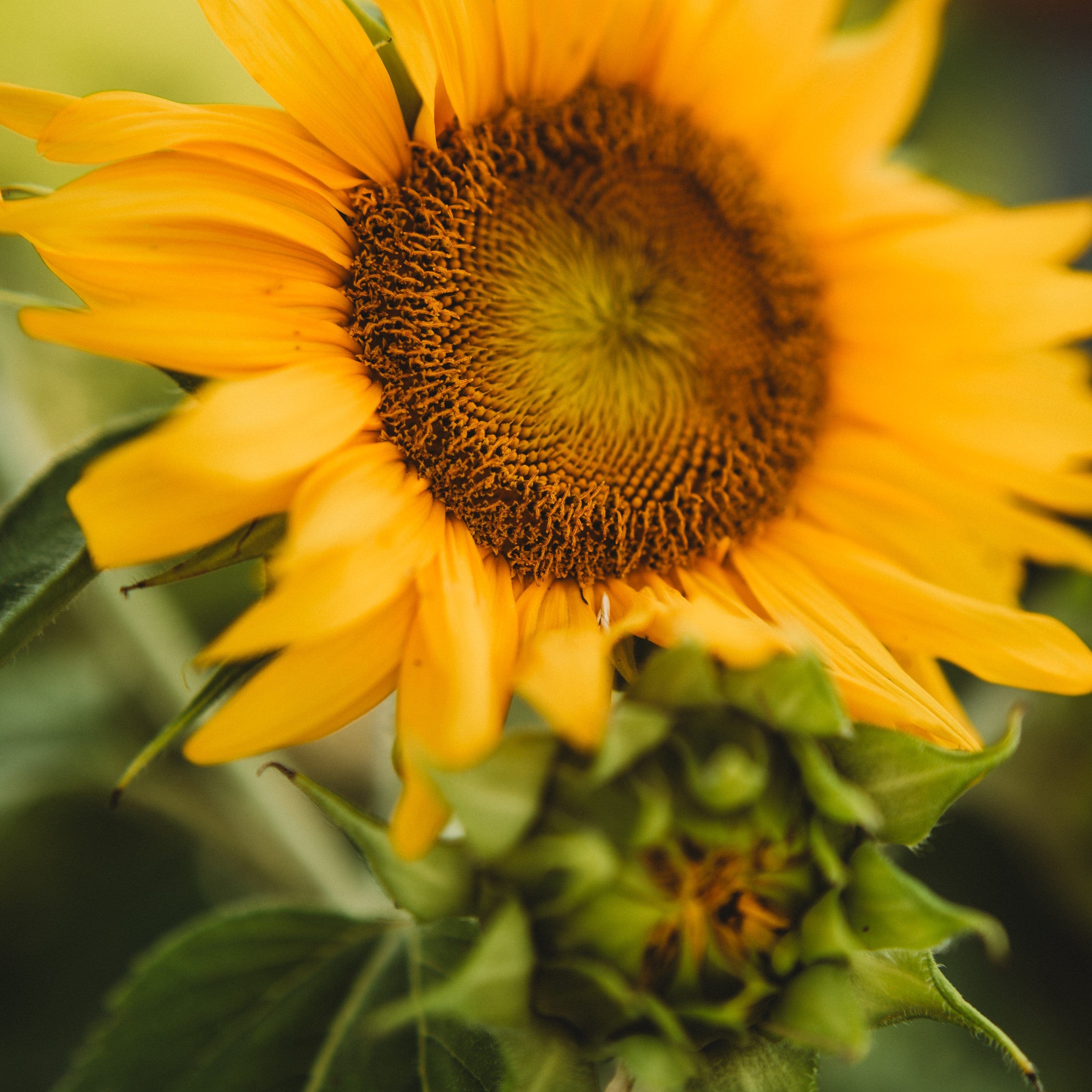 Carousel Dwarf Sunflower - Thresh Seed Co.