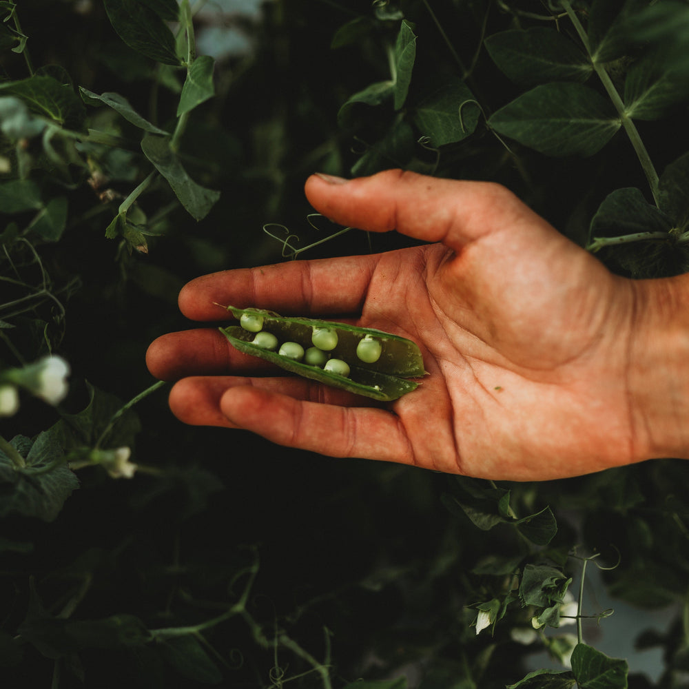 Caseload Pea