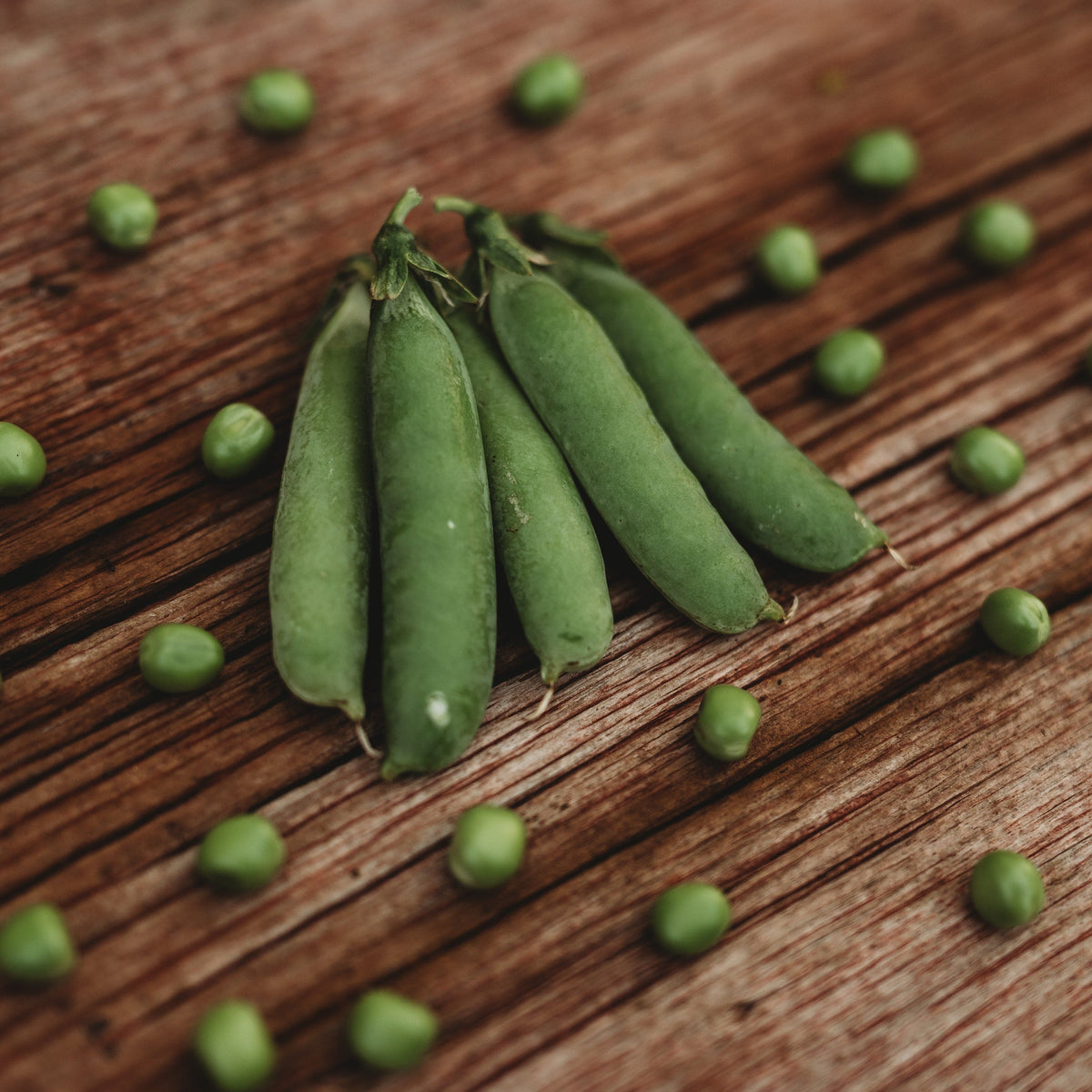 Acselode Caseload Pea - Thresh Seed Co.