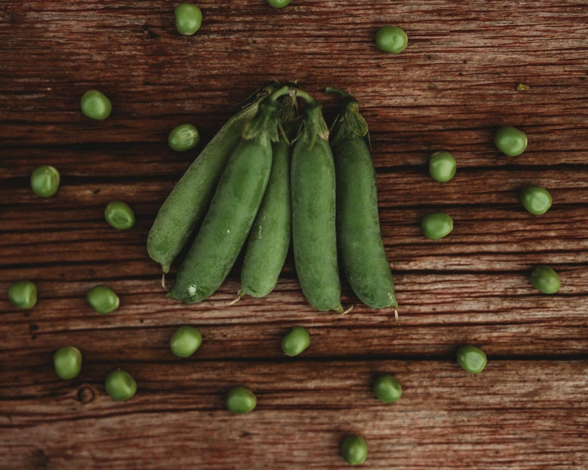 Acselode Caseload Pea - Thresh Seed Co.