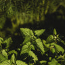 Catnip