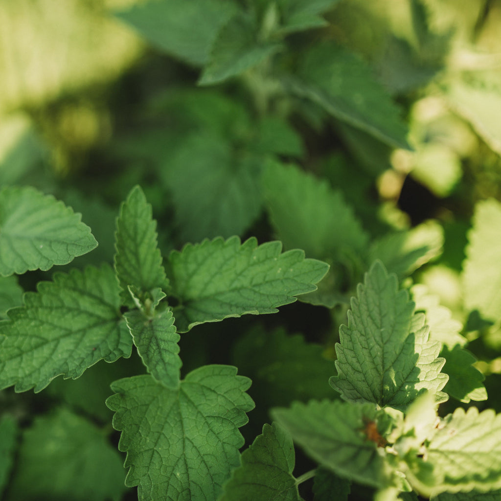 catnip indoor plant Catnip