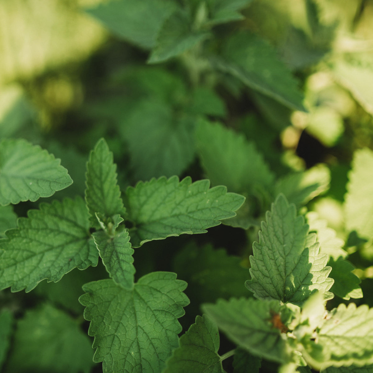 Catnip