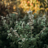 Catnip