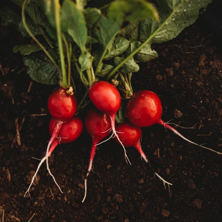 Champion Radish