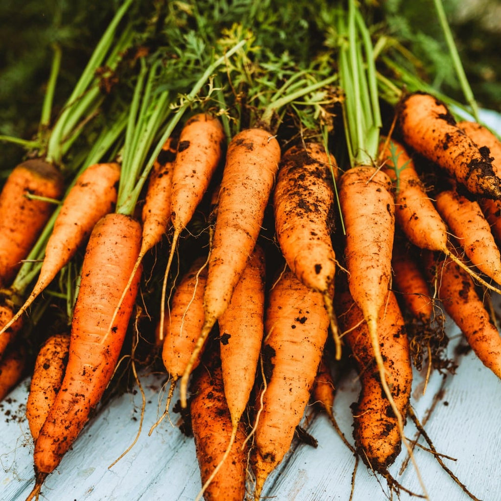 Chantenay Carrot Seeds