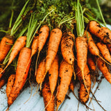 Chantenay Carrot Seeds