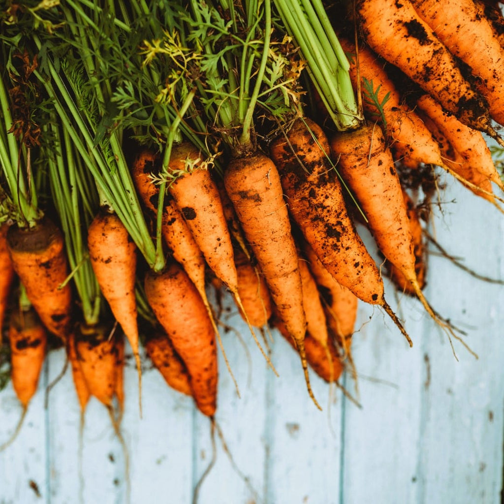 Chantenay Carrot Seeds