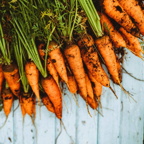 Chantenay Carrot Seeds