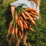 Chantenay Carrot Seeds