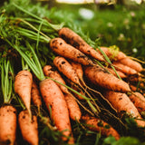 Chantenay Carrot Seeds
