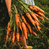 Chantenay Carrot Seeds