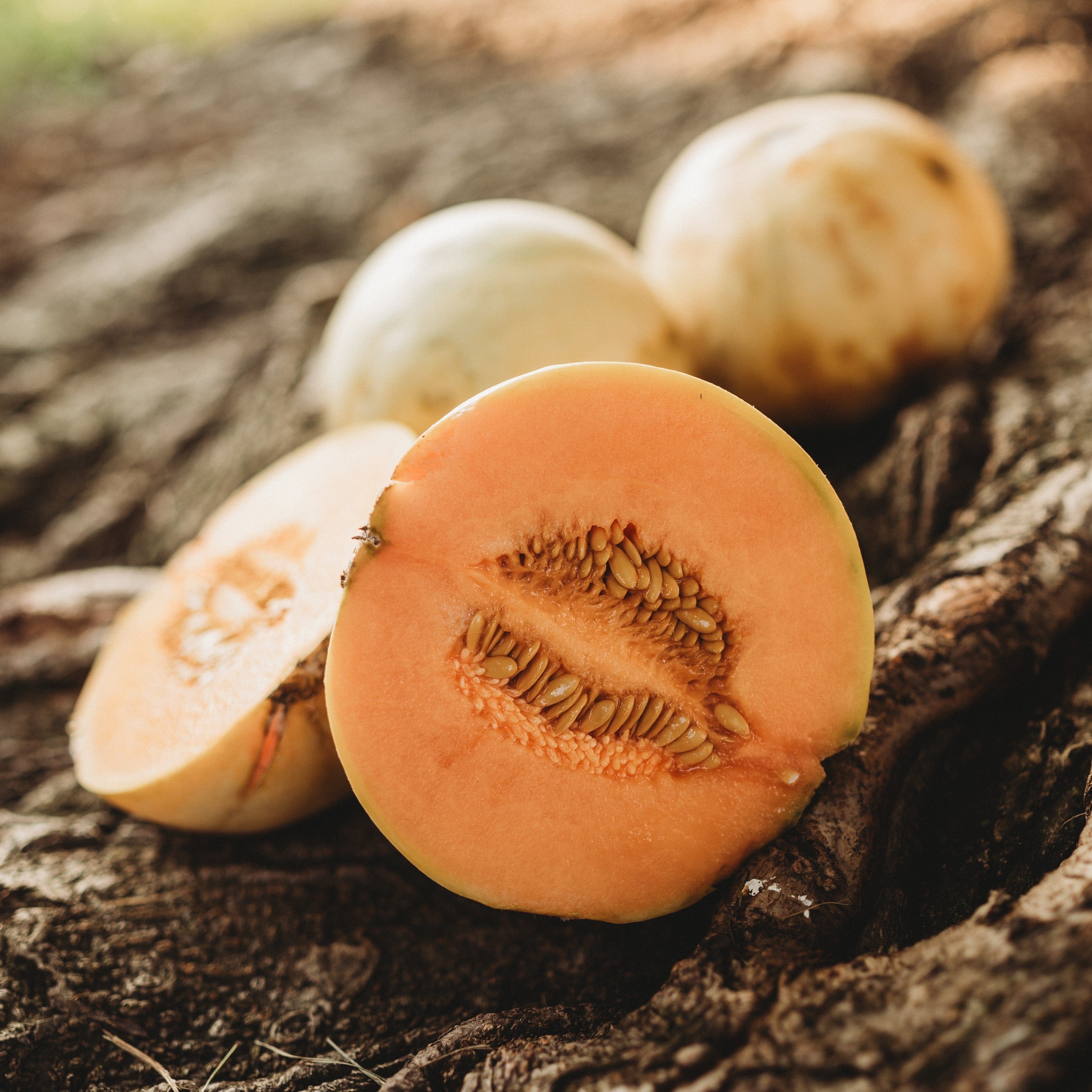 Charentais Melon - Thresh Seed Co.