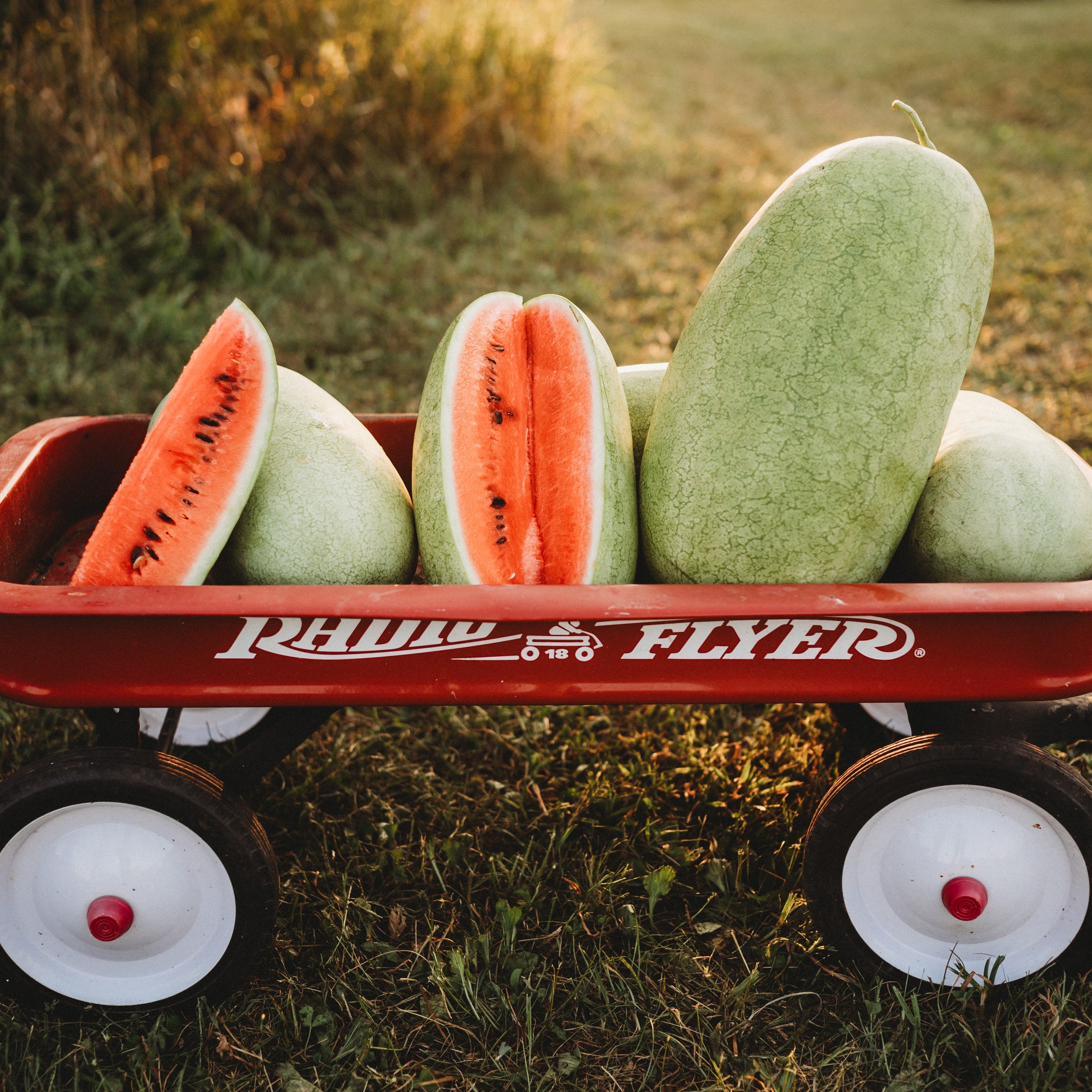 Charleston Gray Watermelon - Thresh Seed Co.