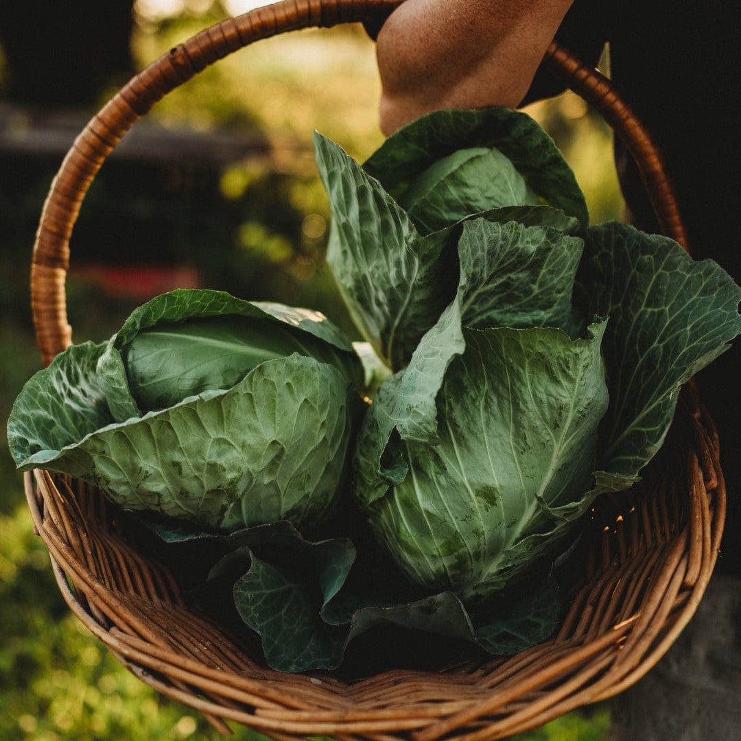 Charleston Wakefield Cabbage Seeds