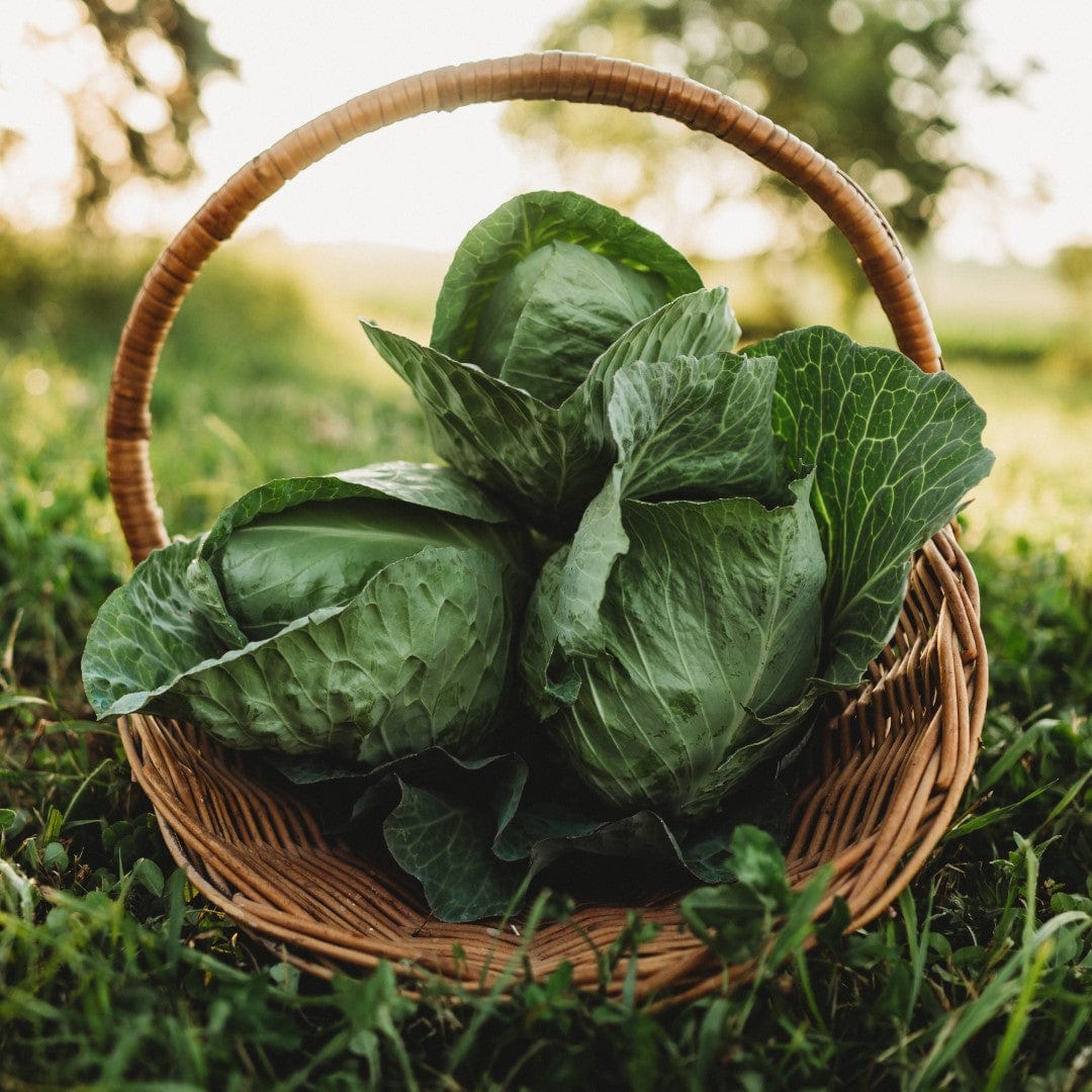 Charleston Wakefield Cabbage Seeds