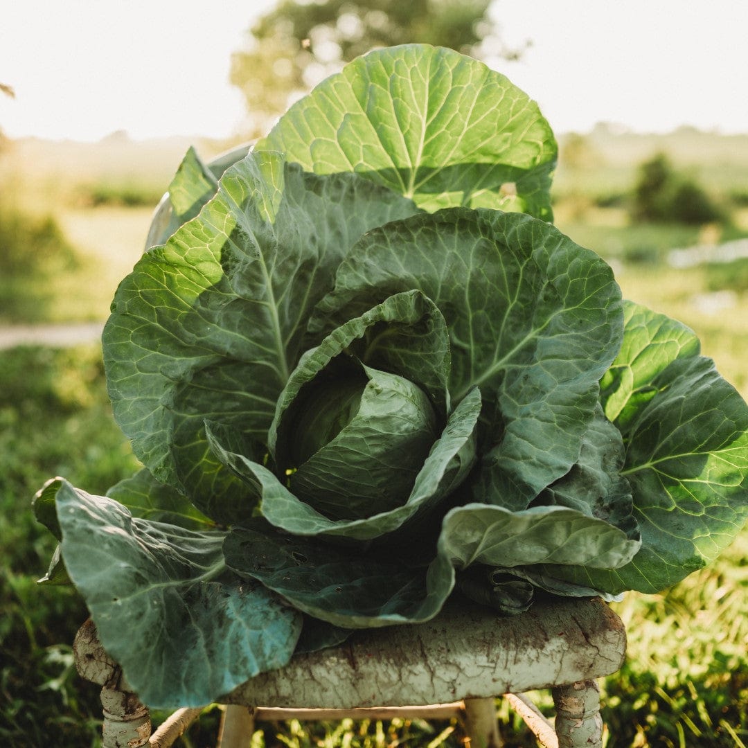 Charleston Wakefield Cabbage