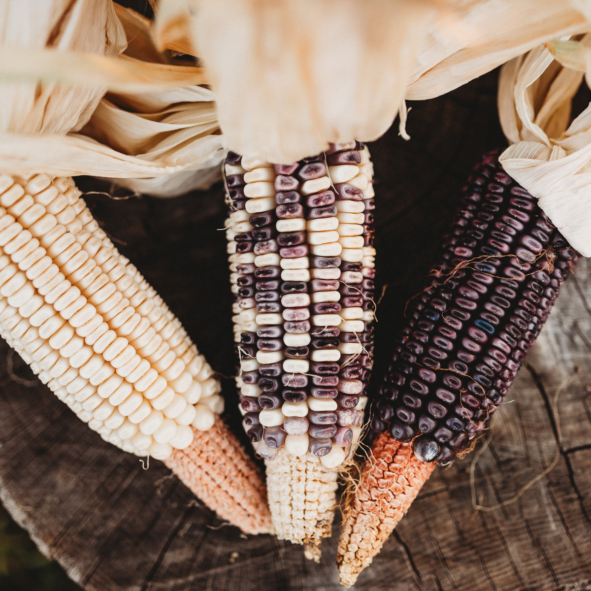 Eagle Riding Corn Cherokee White Eagle Corn - Thresh Seed Co.