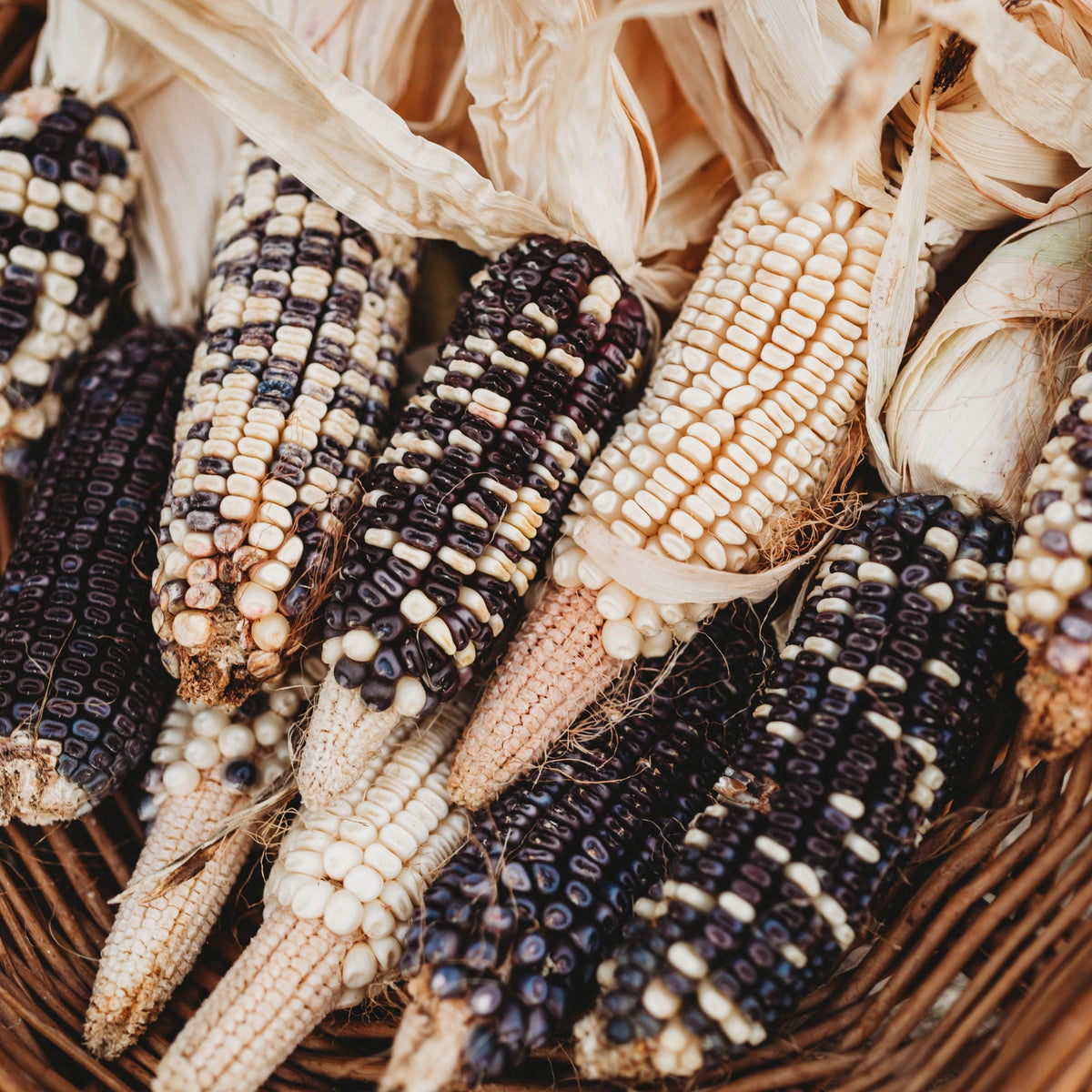 Eagle Riding Corn Cherokee White Eagle Corn - Thresh Seed Co.