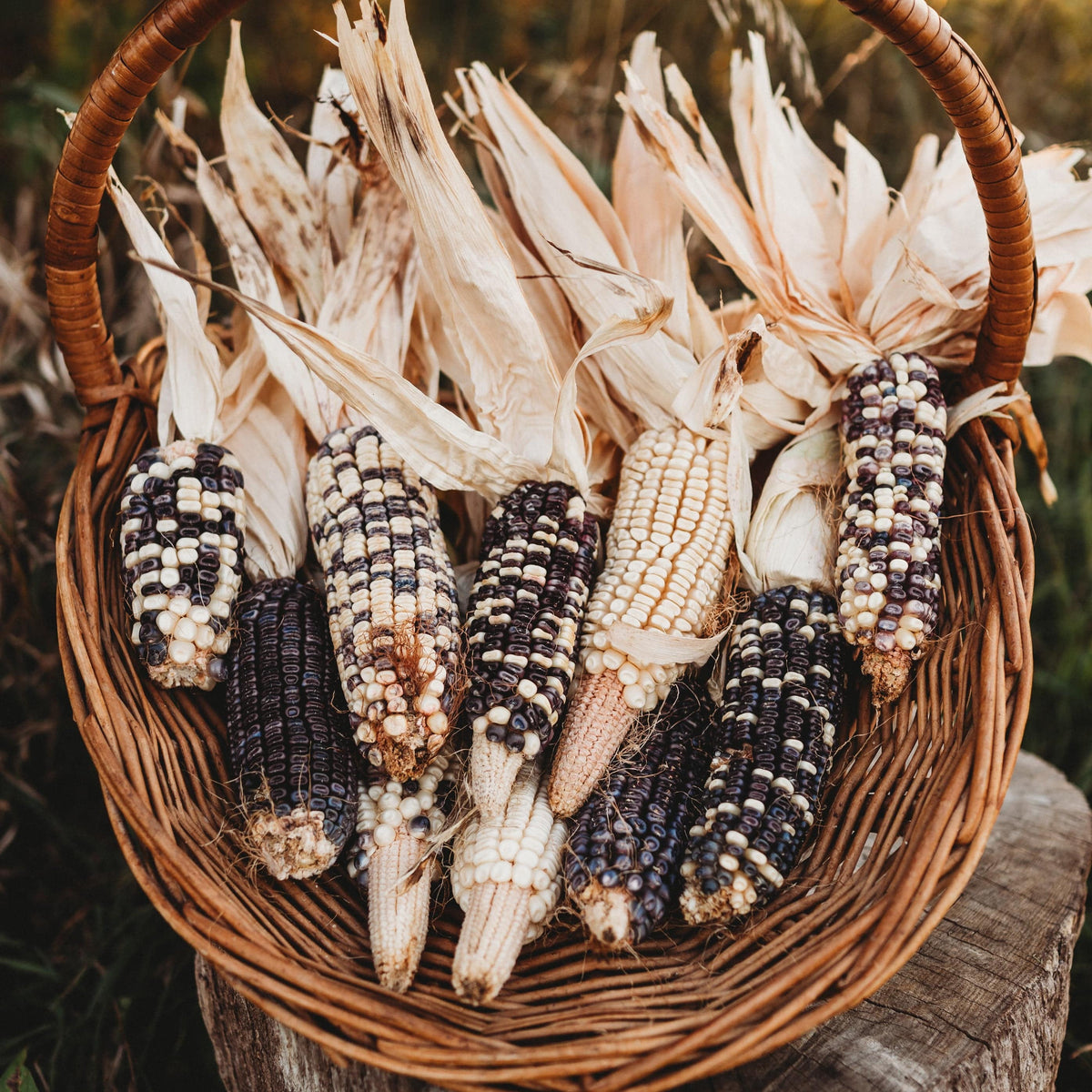 Eagle Riding Corn Cherokee White Eagle Corn - Thresh Seed Co.