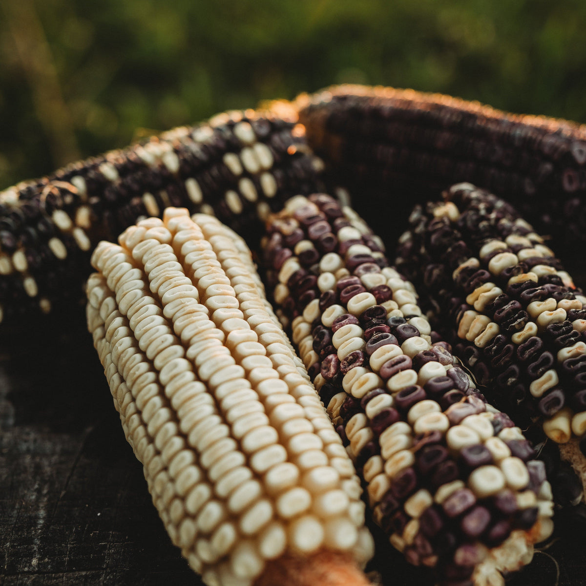 Eagle Riding Corn Cherokee White Eagle Corn - Thresh Seed Co.