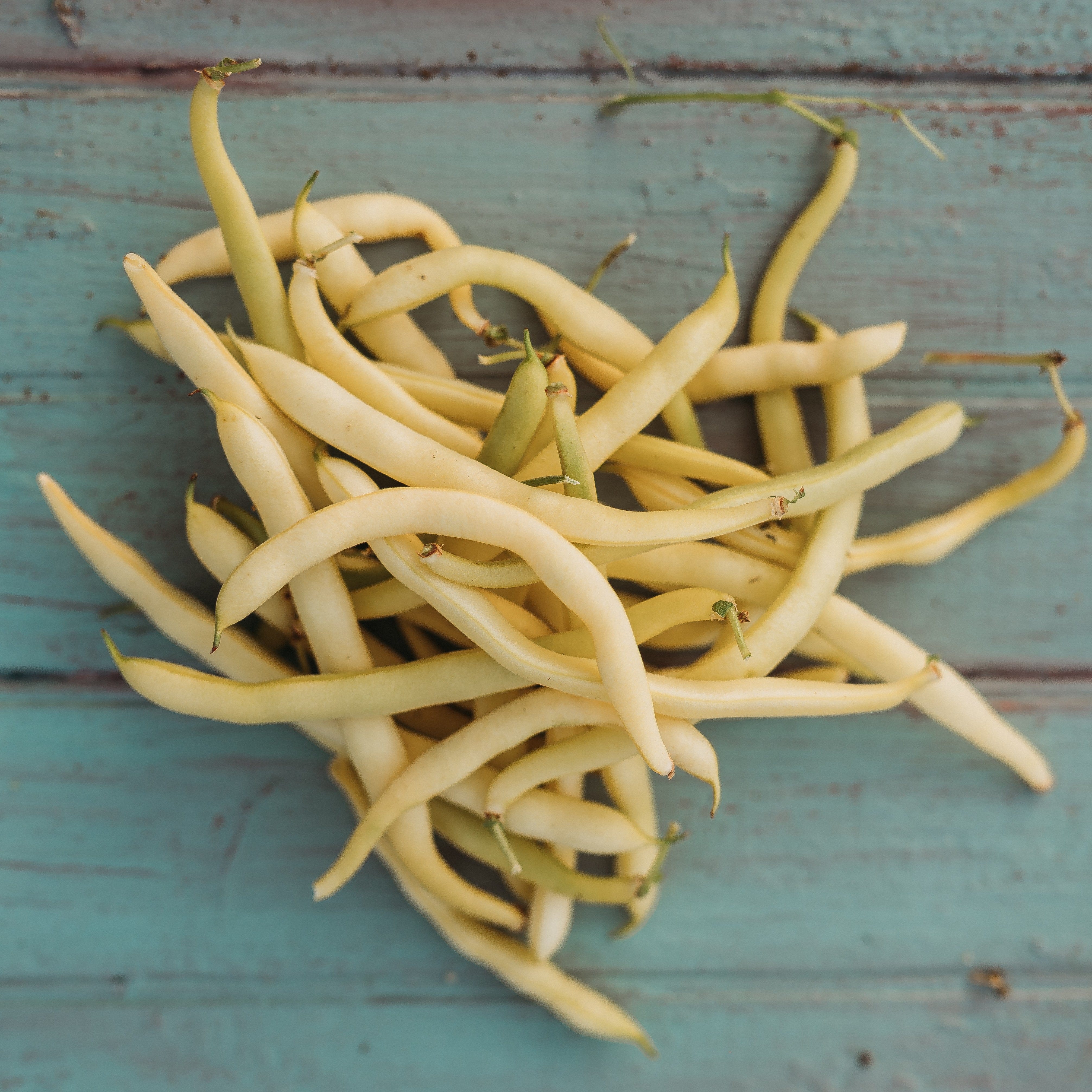 Cherokee Yellow Wax Bean - Thresh Seed Co.