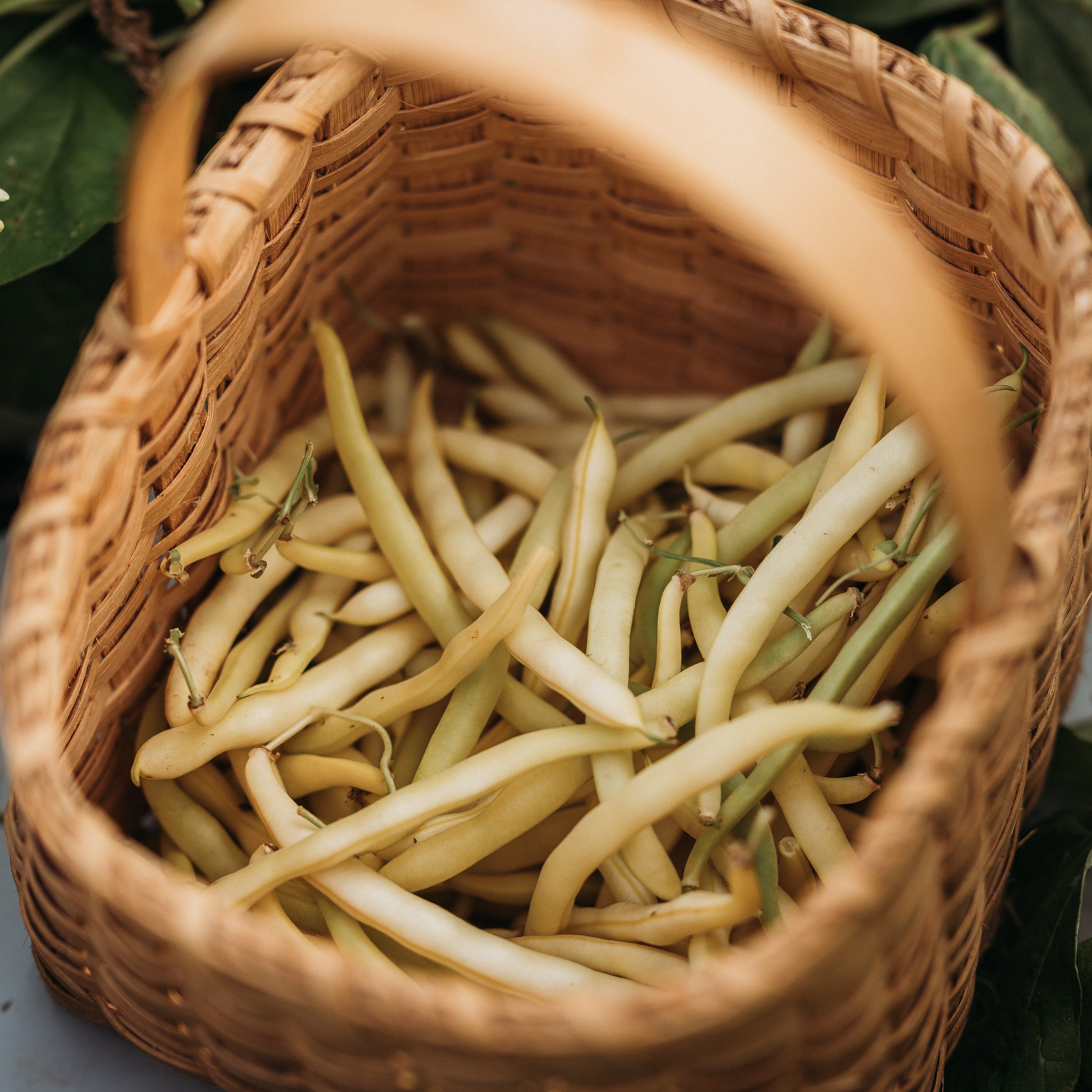 Cherokee Yellow Wax Bean - Thresh Seed Co.