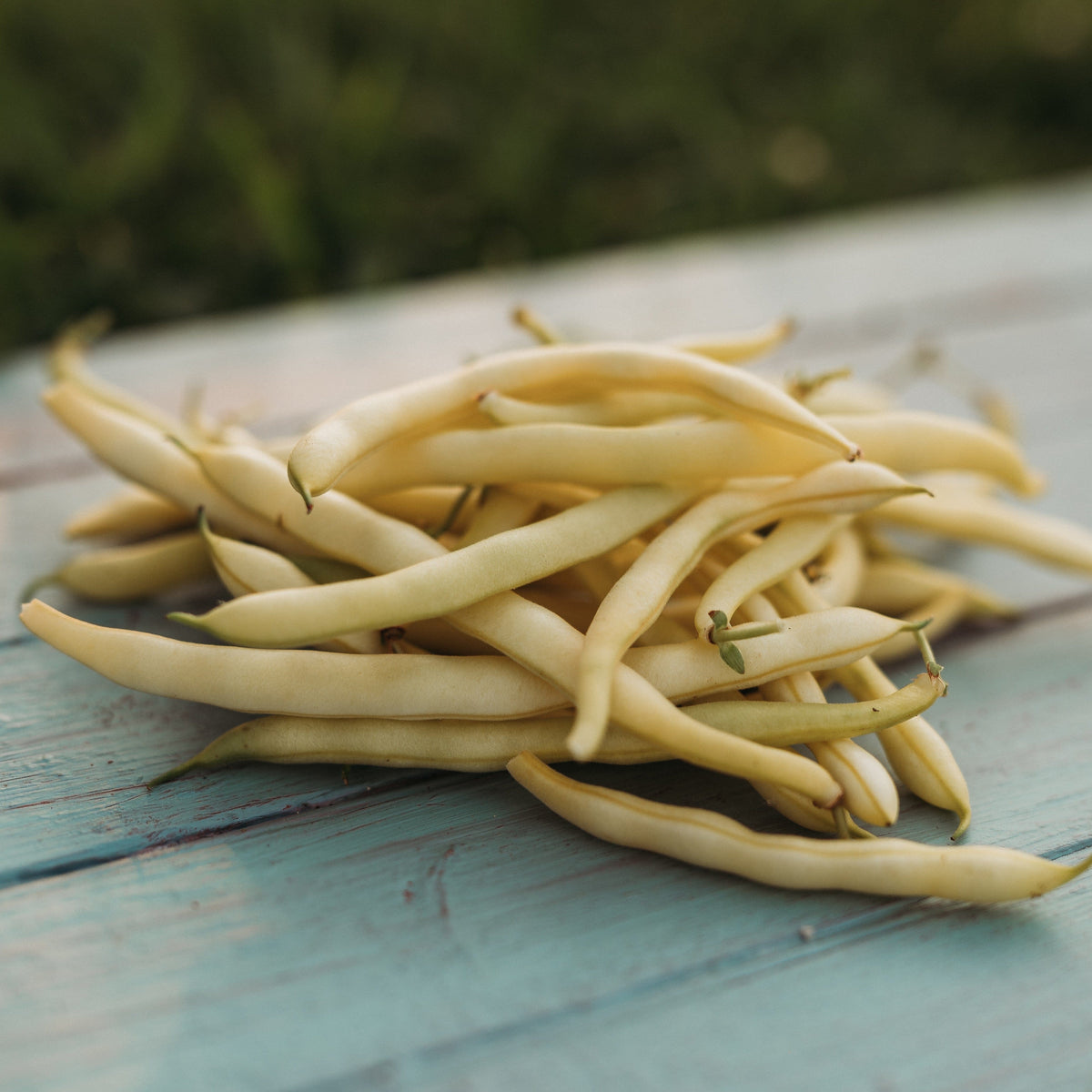 Cherokee Yellow Wax Bean