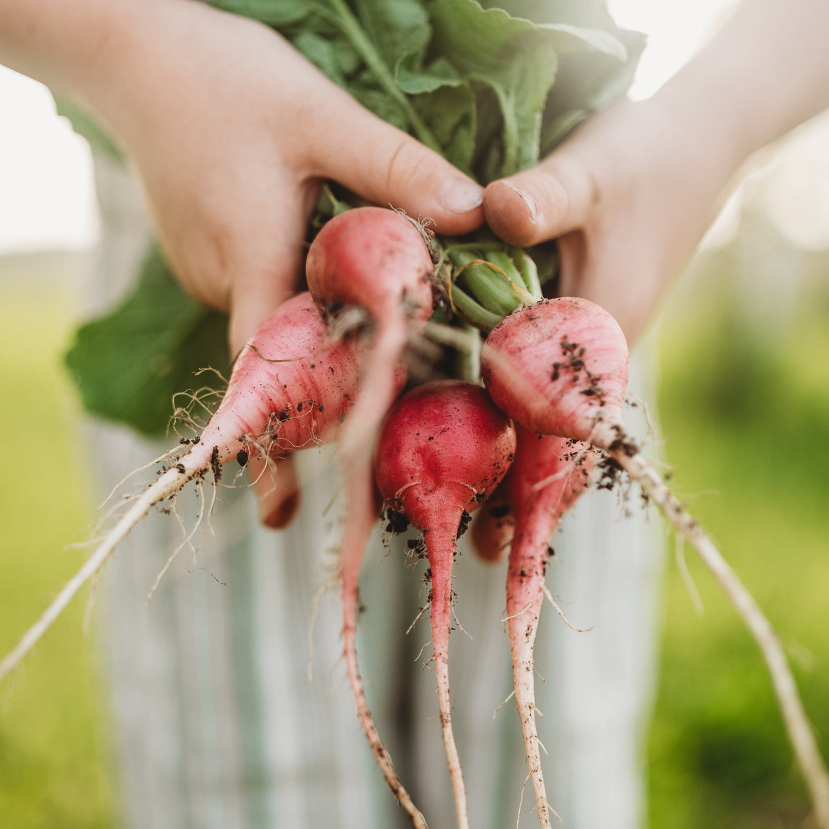 Cherry Belle Radish