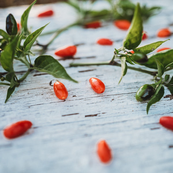 planting chili pequin seeds Chili Pequin Pepper