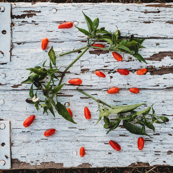 planting chili pequin seeds Chili Pequin Pepper