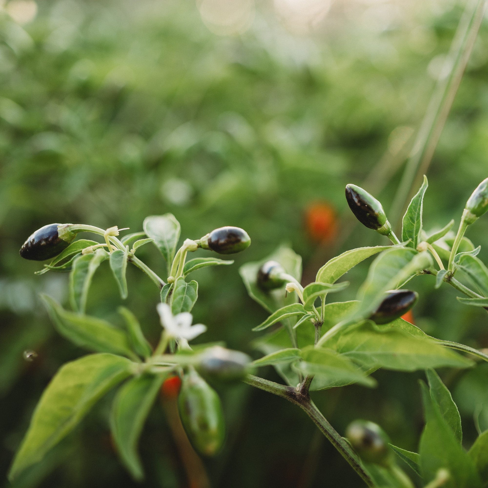 planting chili pequin seeds Thai Hot Pepper