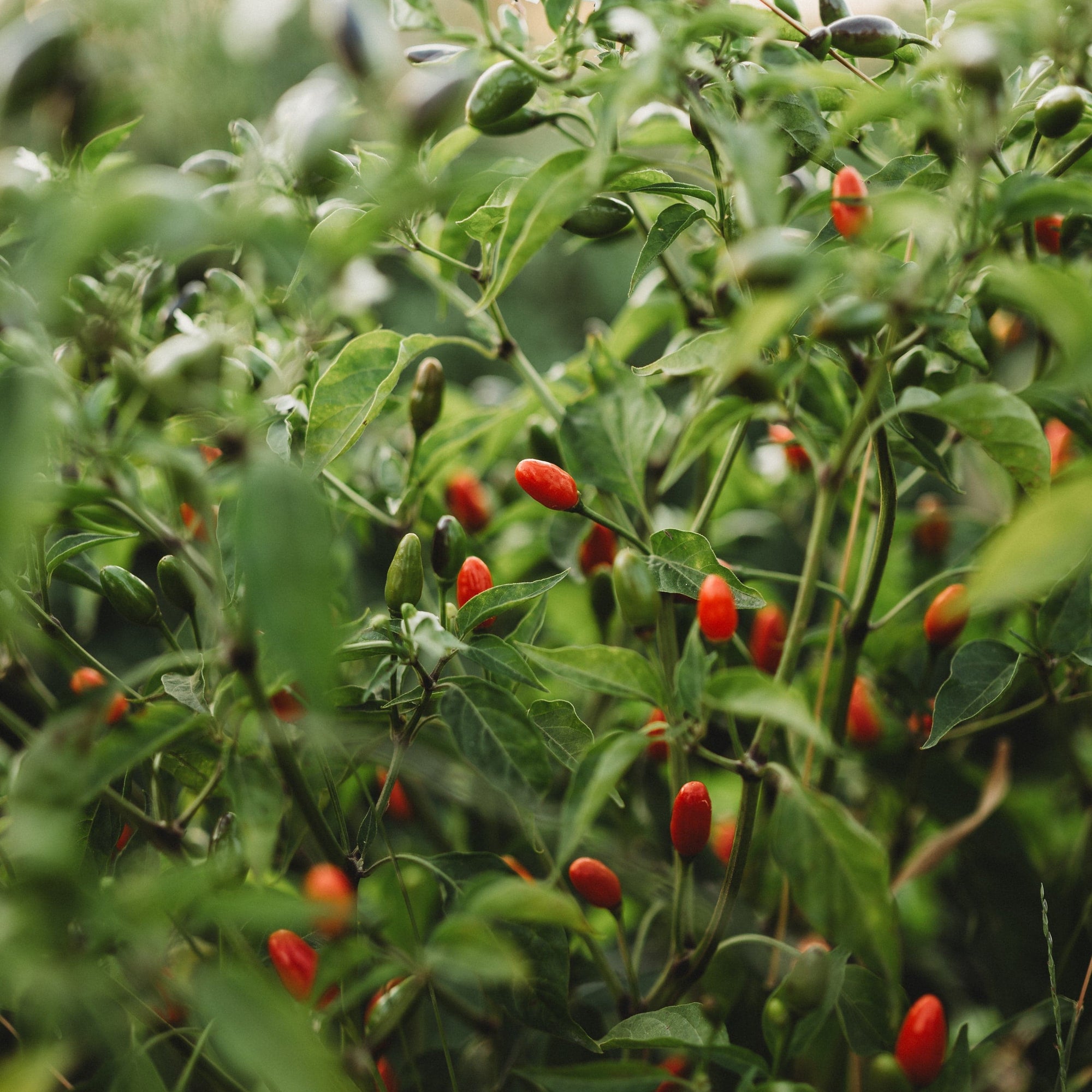 planting chili seeds Thai Hot Pepper