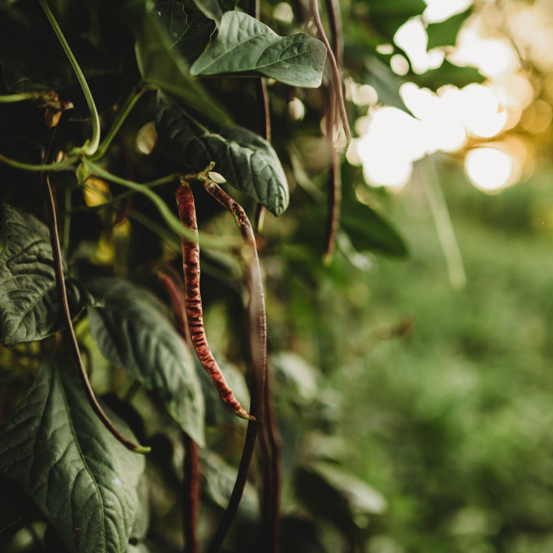 Chinese Red Noodle Yard Long Bean