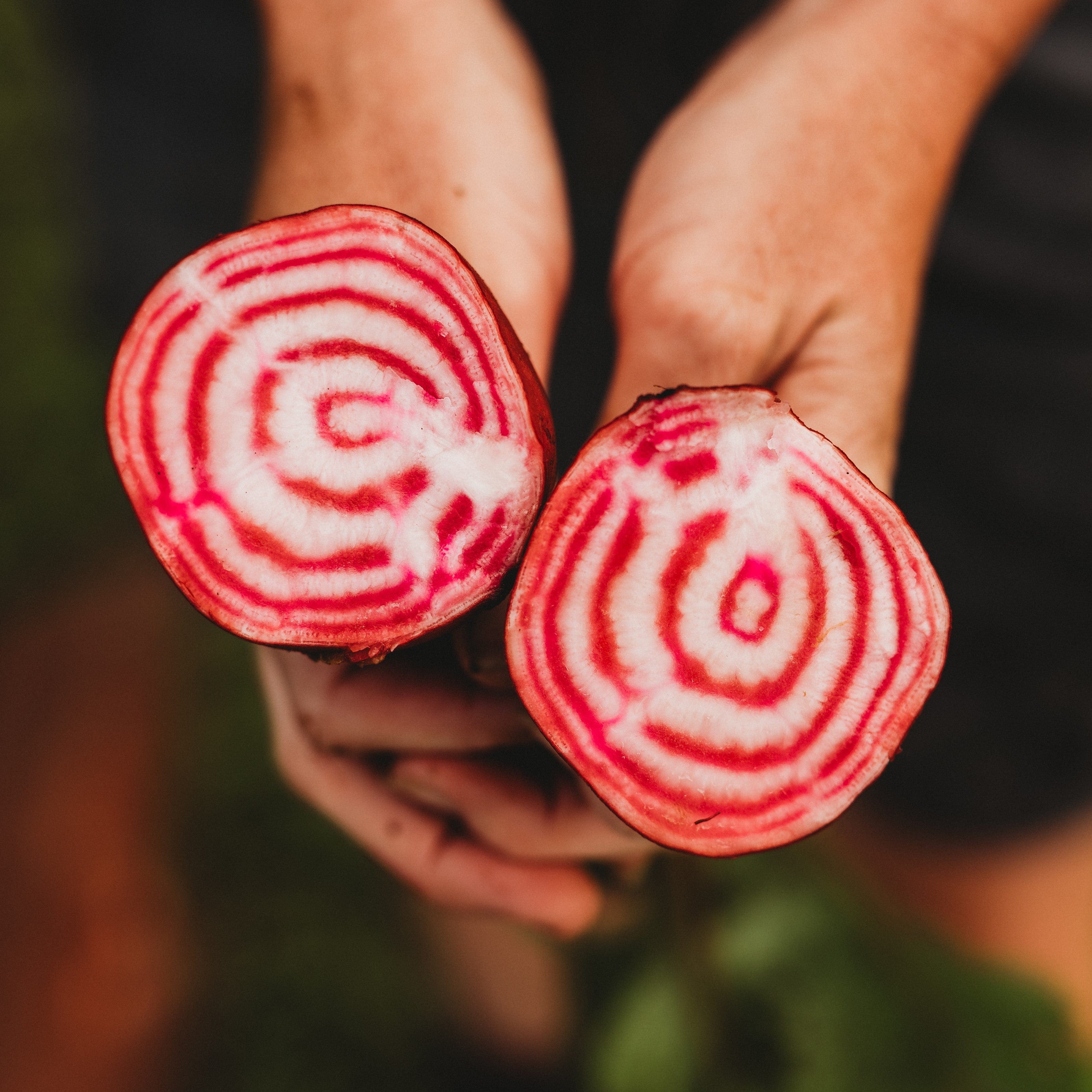 Chioggia Beet - Thresh Seed Co.
