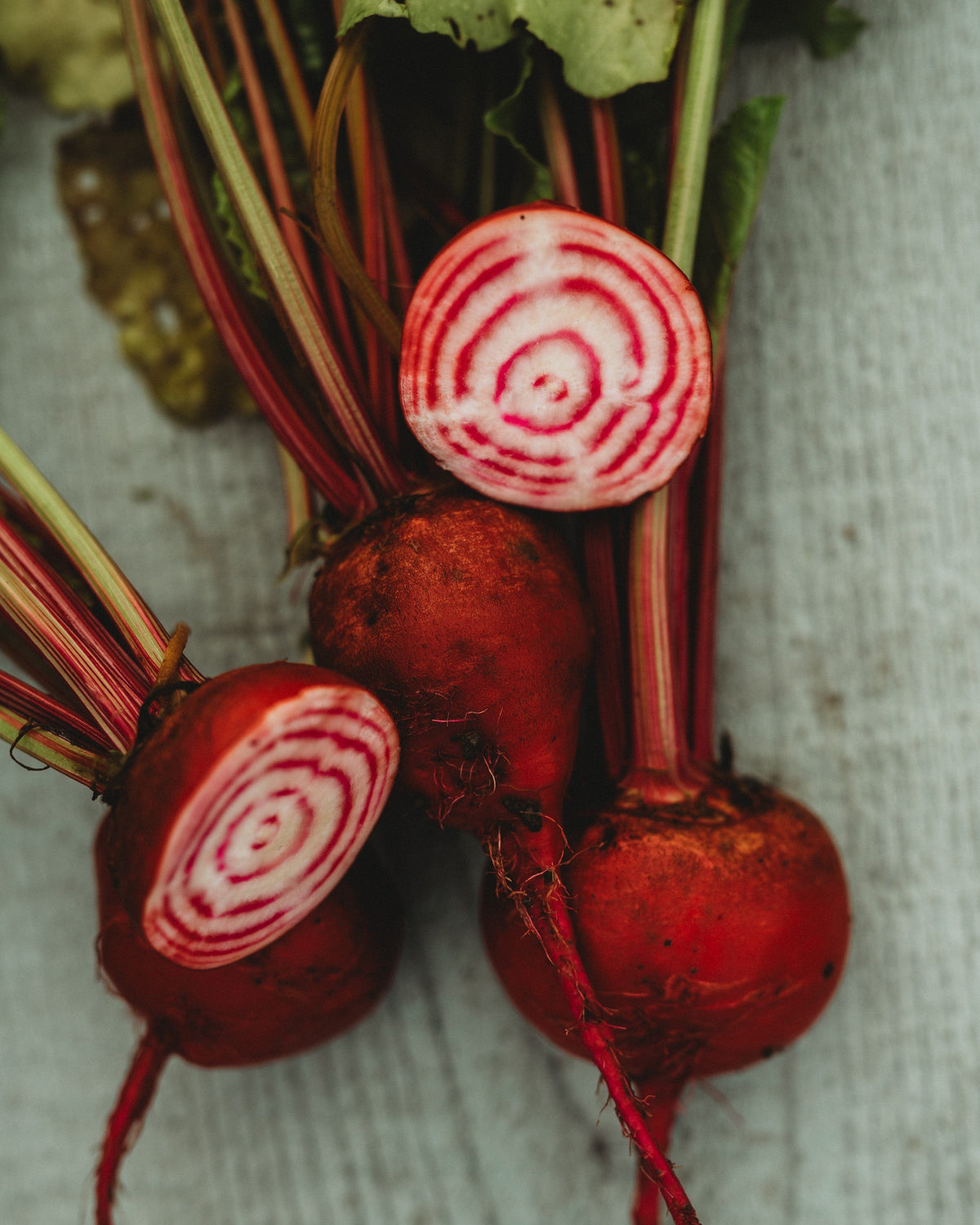Chioggia Beet Seeds - Heirloom – Hometown Seeds Chioggia Beet Seeds - Heirloom – Hometown Seeds