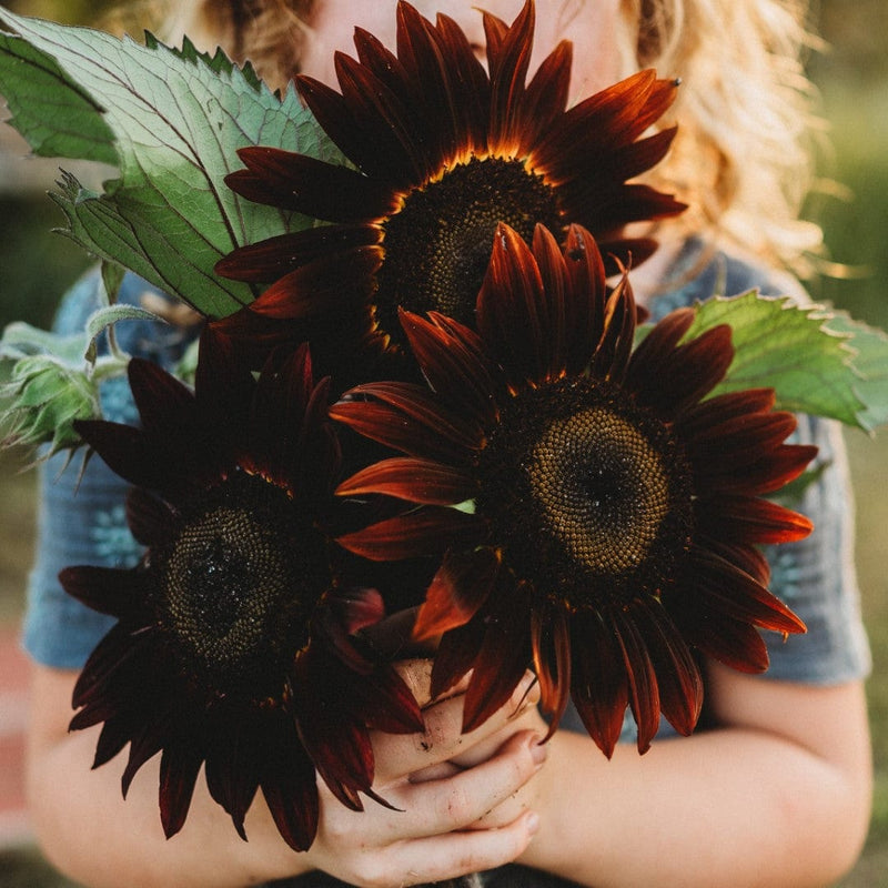 chocolate sunflower seeds to plant Chocolate Cherry Sunflower