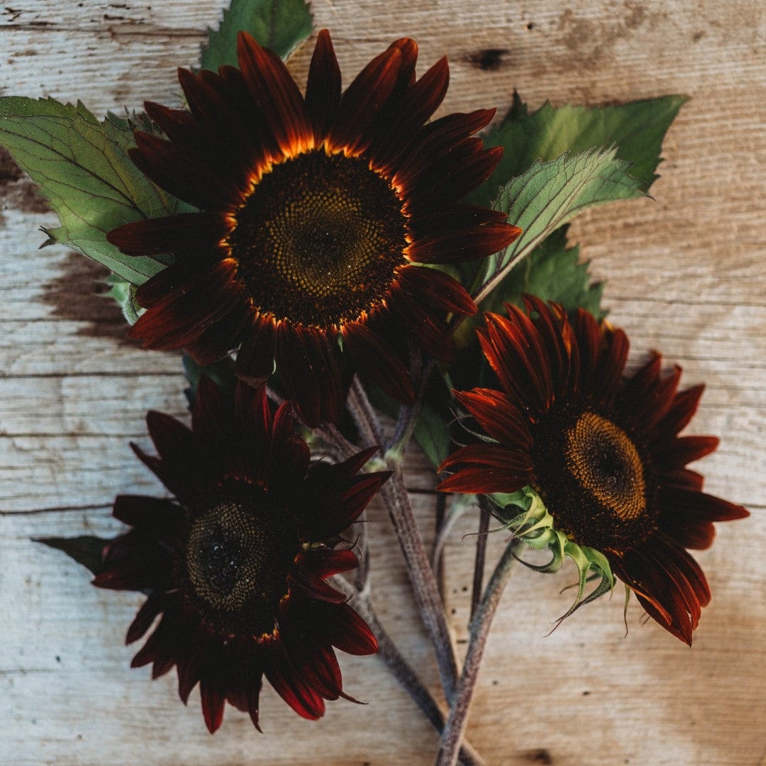 chocolate sunflower seeds to plant Chocolate Cherry Sunflower