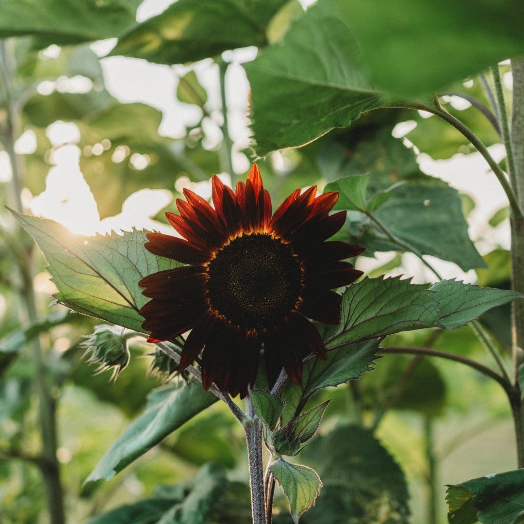 Chocolate Cherry Sunflower