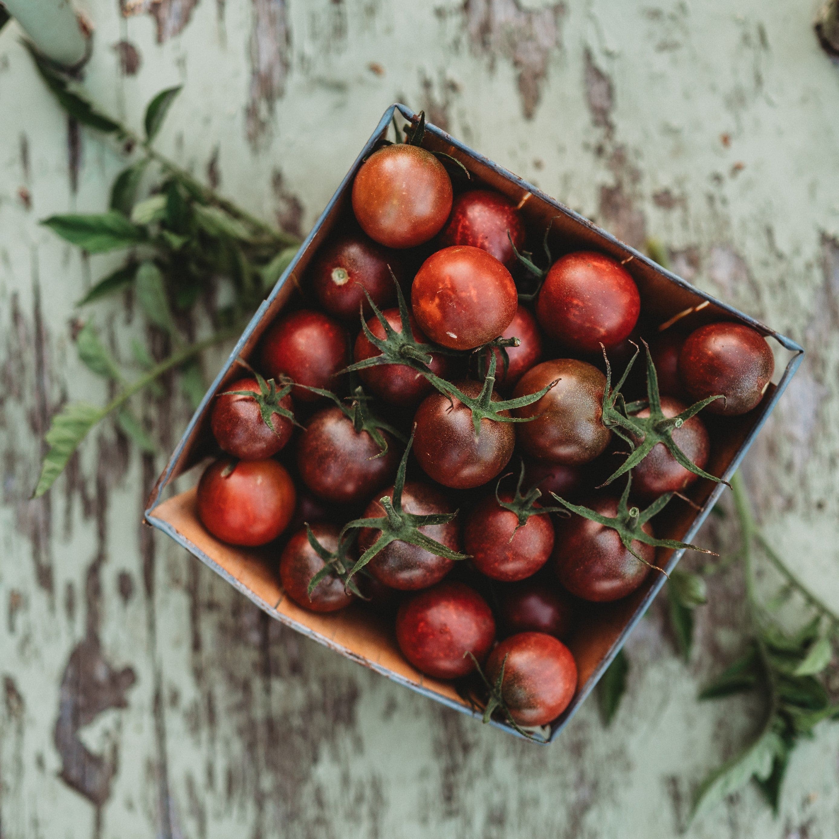 Chocolate Cherry Tomato - Thresh Seed Co.