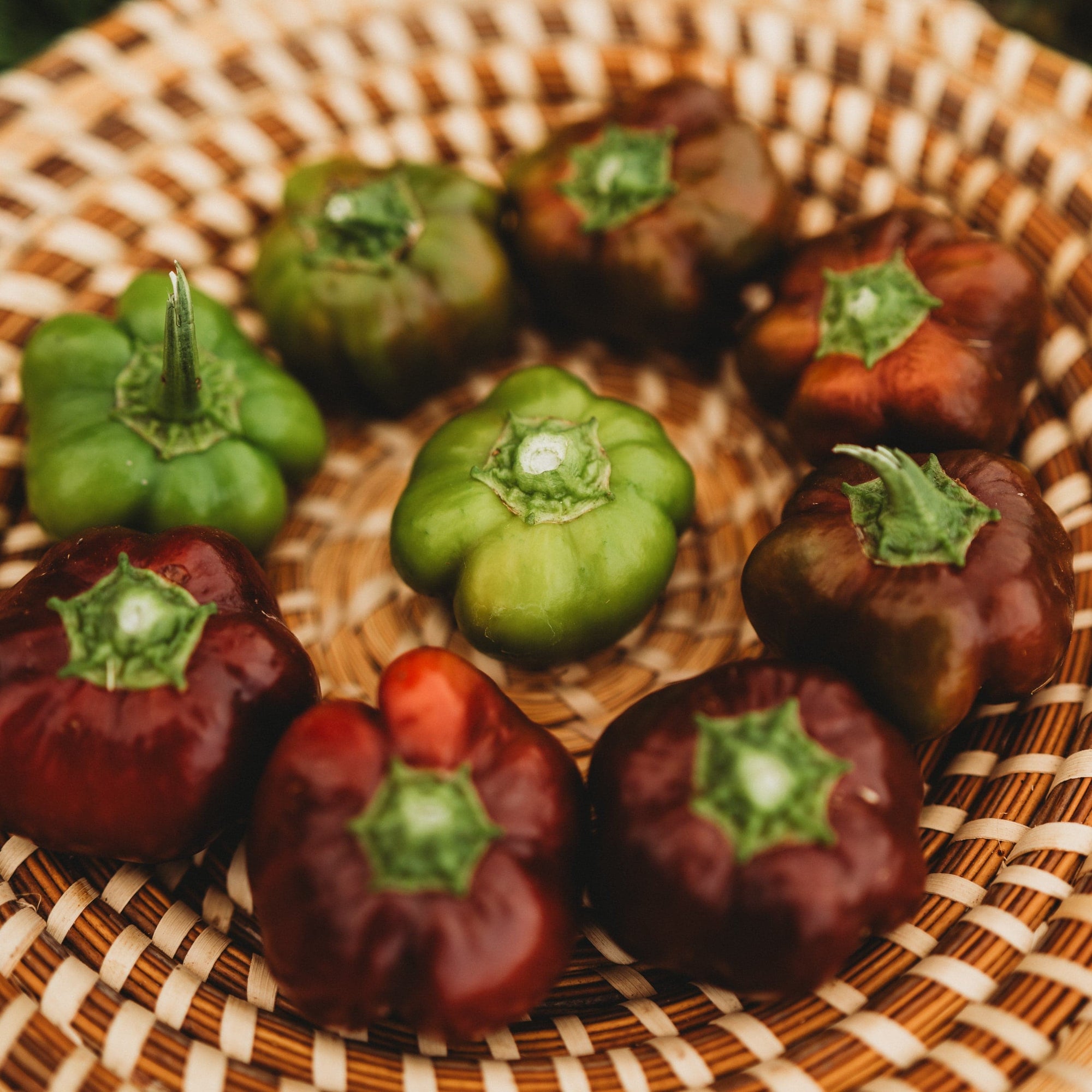 planting mini bell pepper seeds Chocolate Mini Bell Pepper
