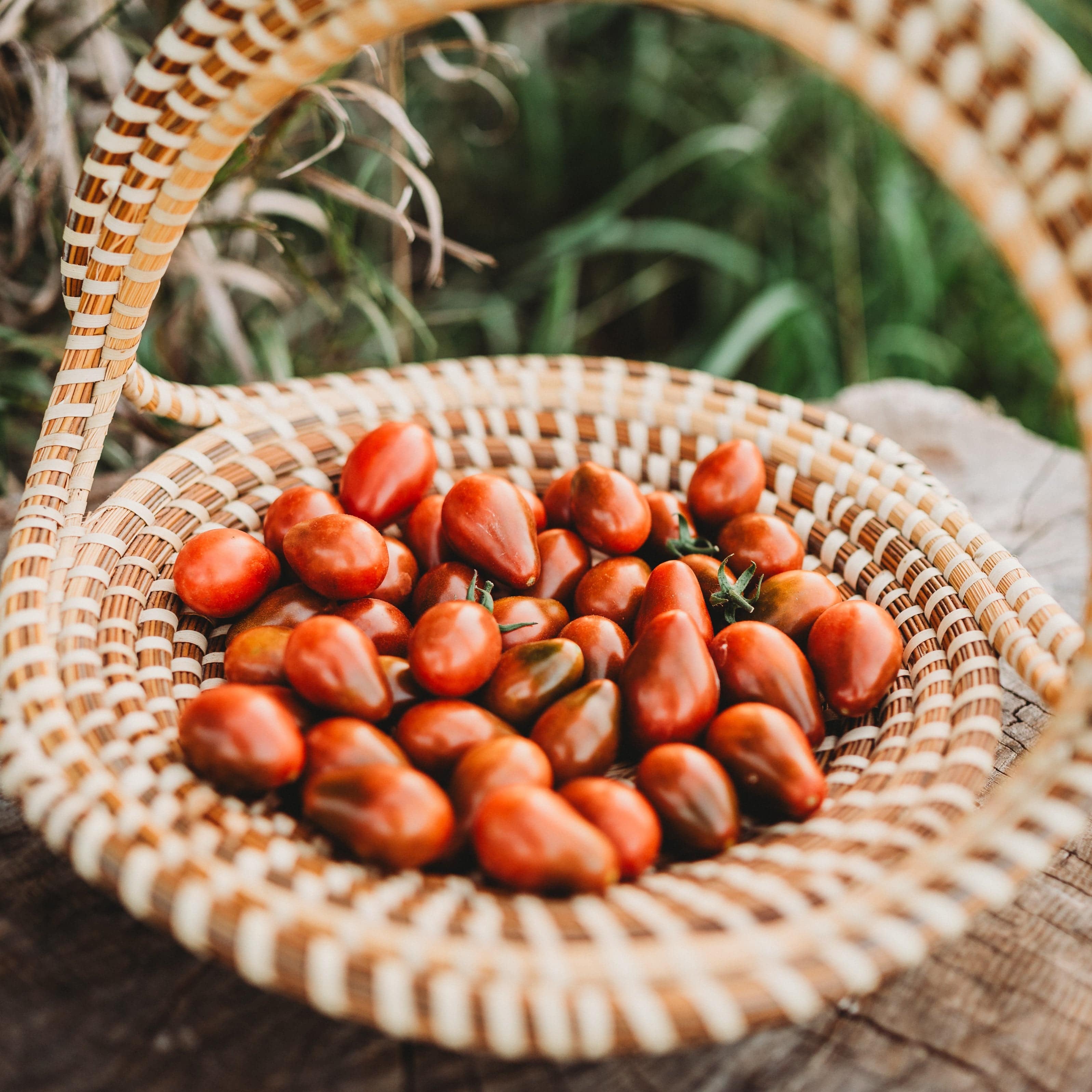 Chocolate Pear Tomato - Thresh Seed Co.