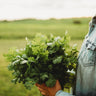 Cilantro